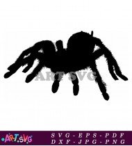 Black Tarantula Spider Silhouette Cliparts Vectors SVG