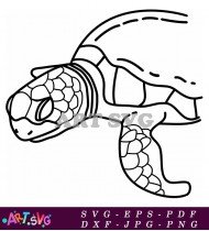 Turtle Shell Clipart Line Drawing SVG